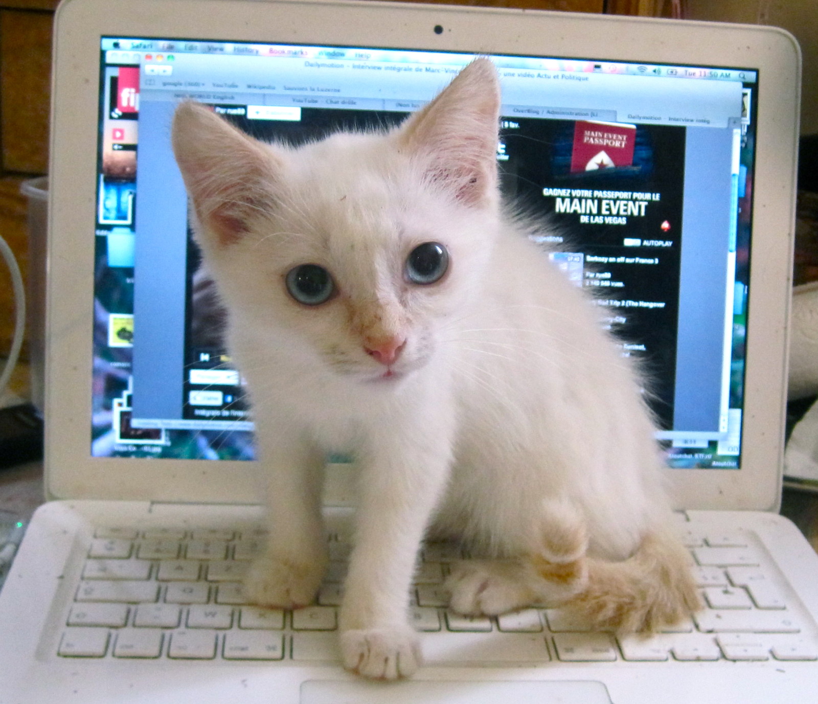 Chat Blanc Siamois Vend Chaton