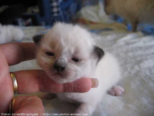 Chaton Birman Siamois Chaton