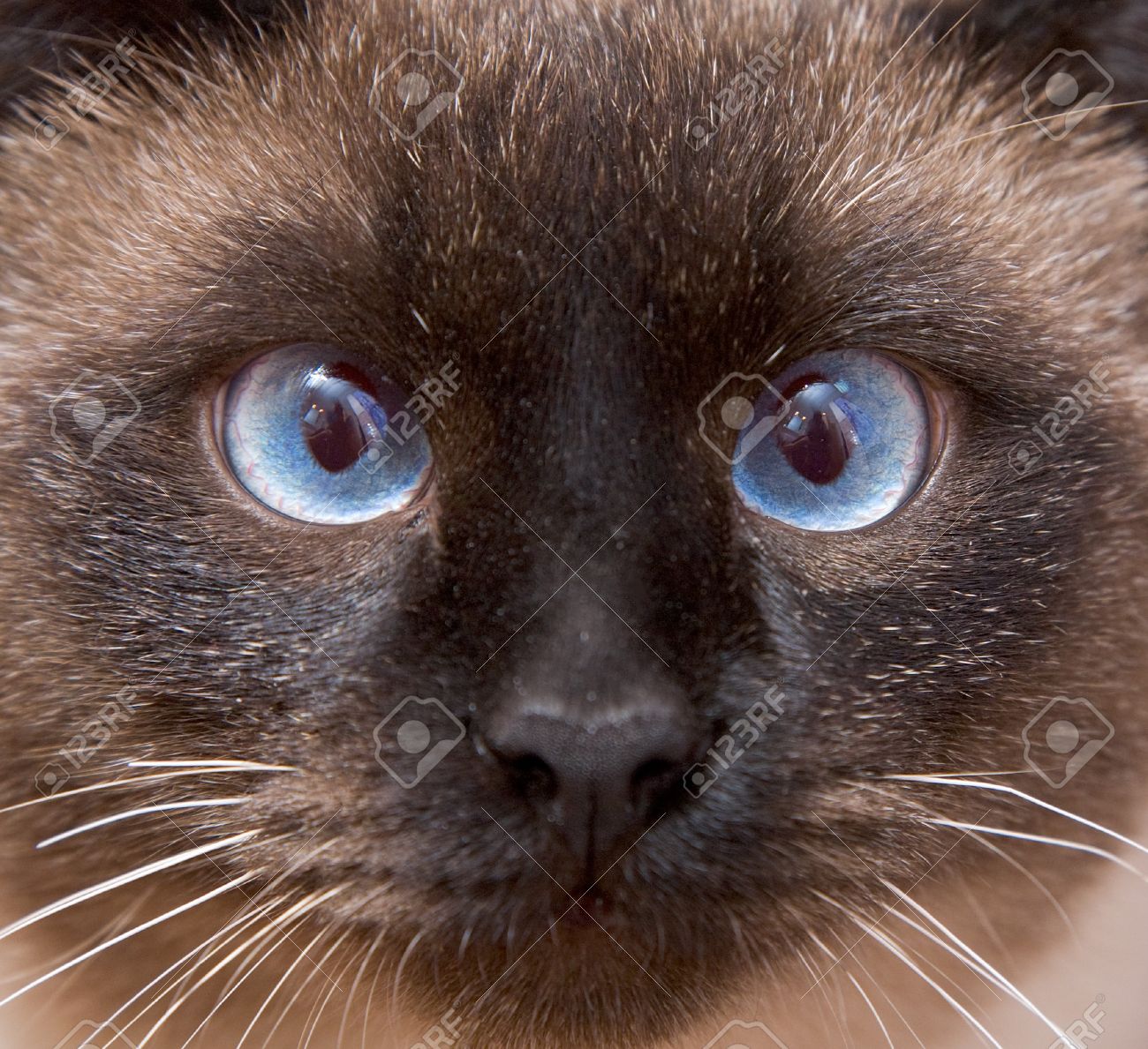 Chat siamois yeux bleus