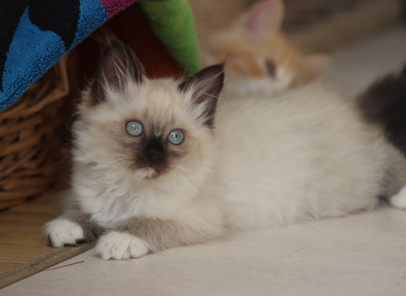 Chaton Siamois Poil Long Chien Boxer