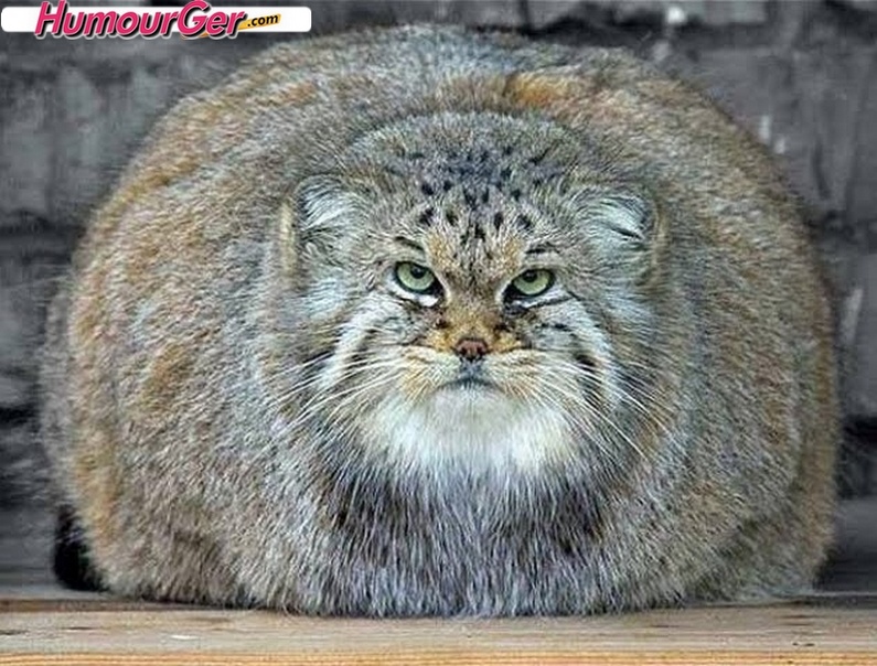 Les plus gros chats de race