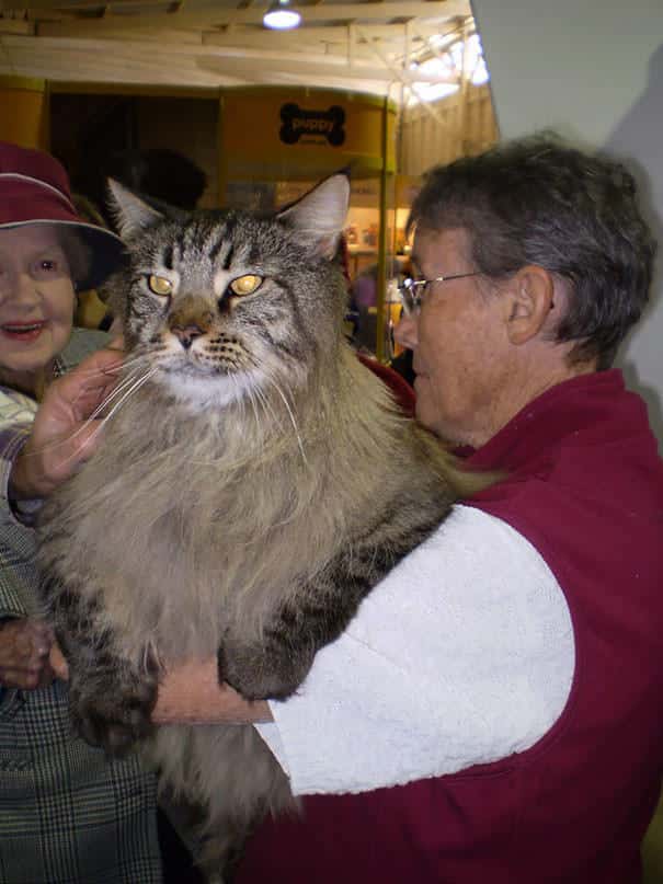 Gros chat domestique