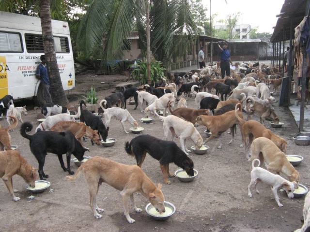 Refuge pour chien