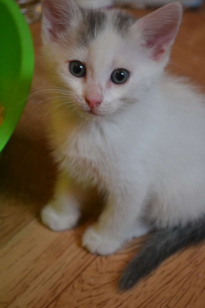 Chaton blanc