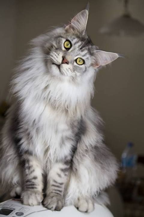 Bleu Mignon De Charme Avec Le Chaton Blanc De Chat De Maine