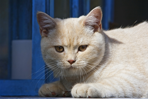 The Top Love River Race De Chat Tigré Gris Blanc