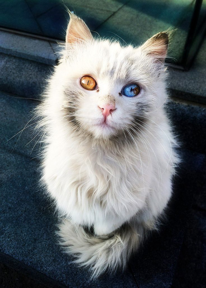 Chat Du Monde Yeux Siamois