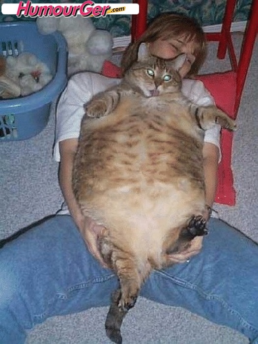 Plus Gros Chat Du Monde Grands Chats Domestiques