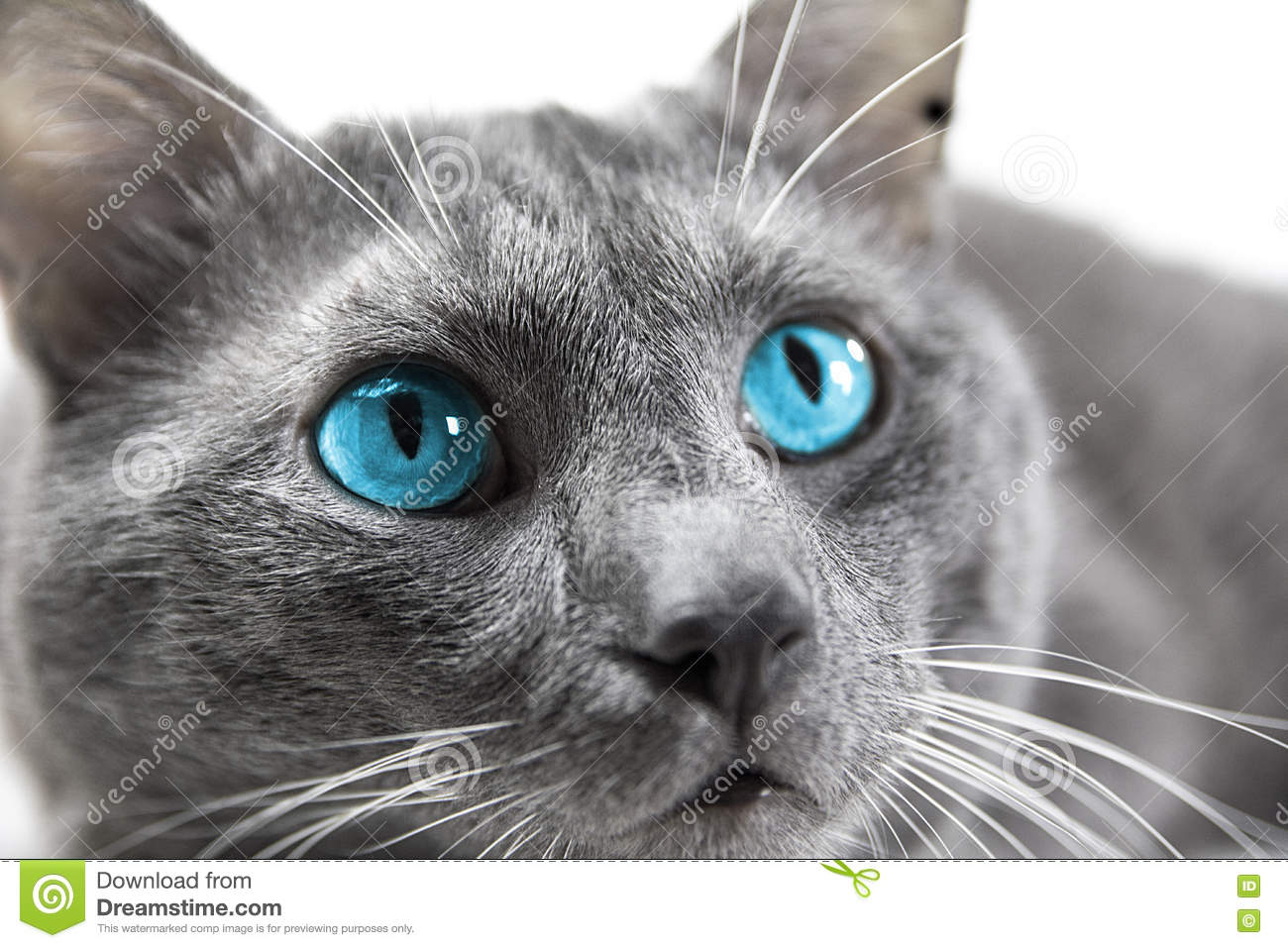 Chat gris yeux bleu