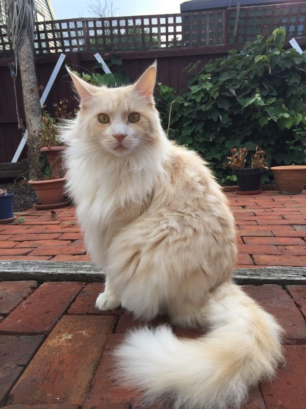 Race de chat maine coon