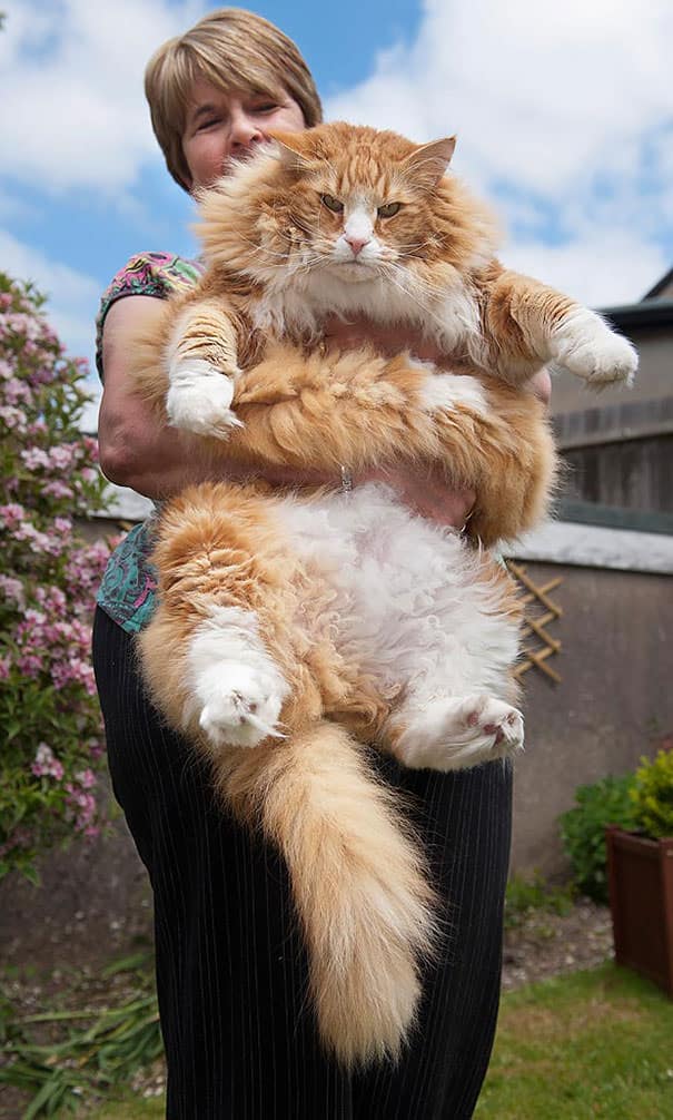 Race de gros chat