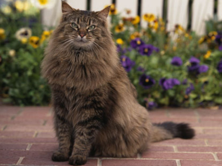 Chat De Race Maine Coon Chat Americain Geant