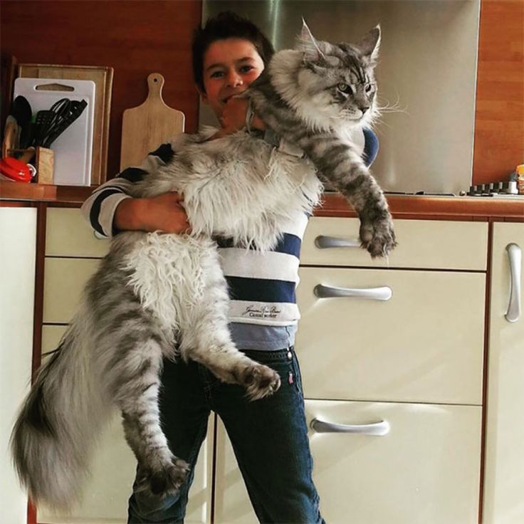 Tout Sur Le Maine Coon Toute Race De Chat