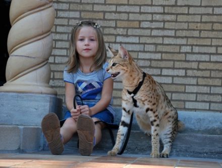 Le plus gros chat domestique