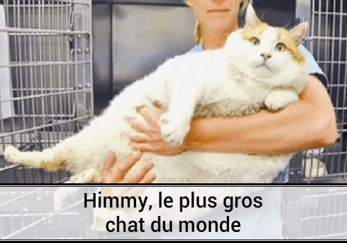 Les chats les plus gros du monde