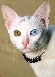 Chat Blanc Yeux Bleu Et Vert Race Chat Espece