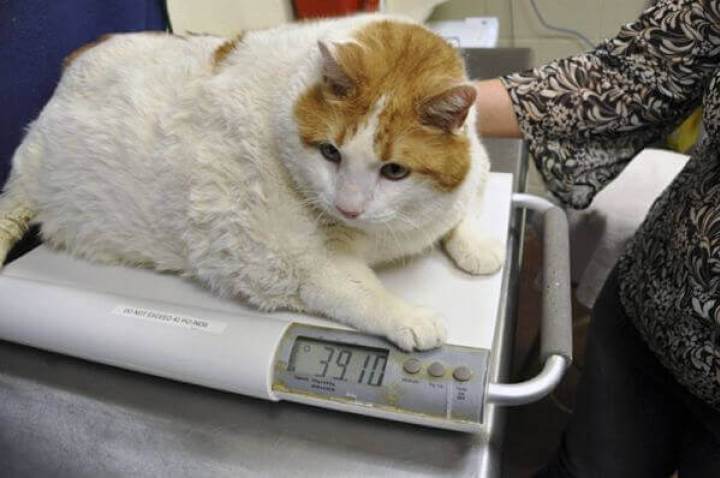 Chat Le Plus Gros Chat Gris Et Blanc