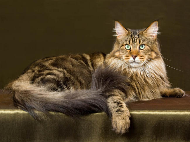 Gros chat maine coon