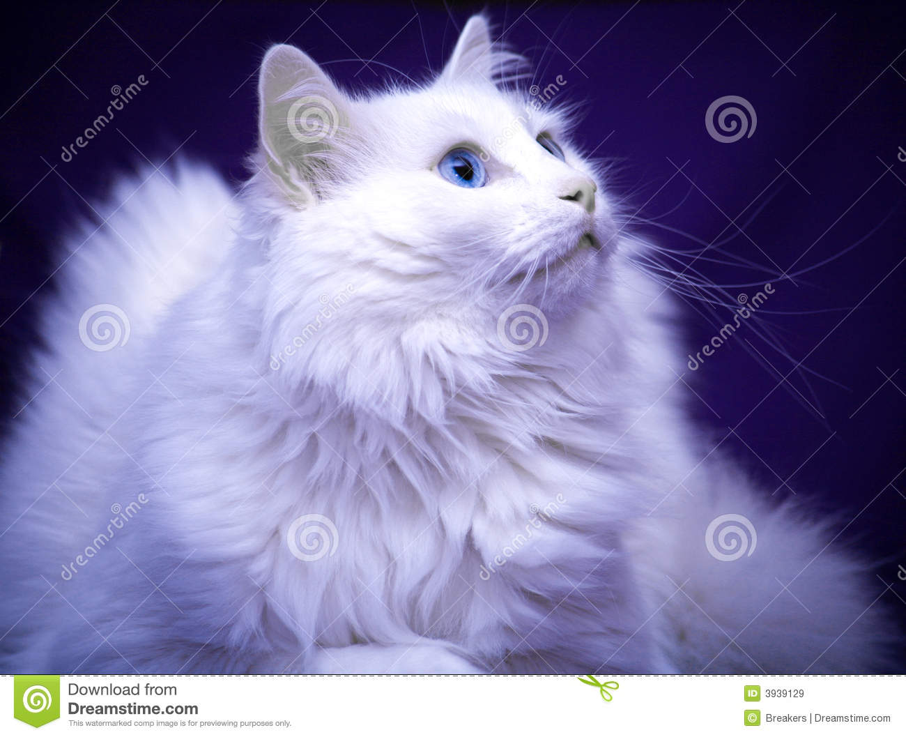 Chat De Race Blanc Chat Jaune Et Blanc