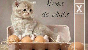 Liste chat