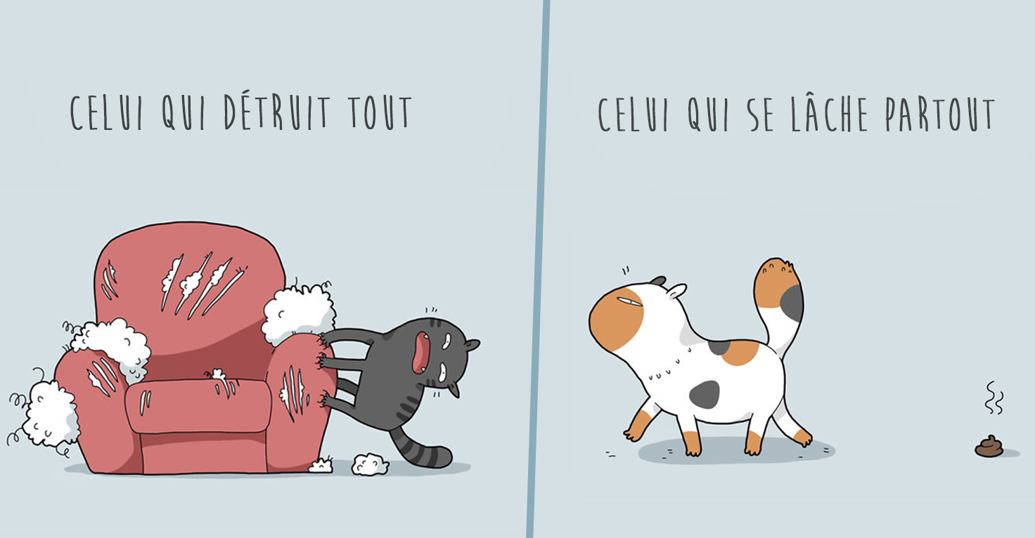 Types de chats